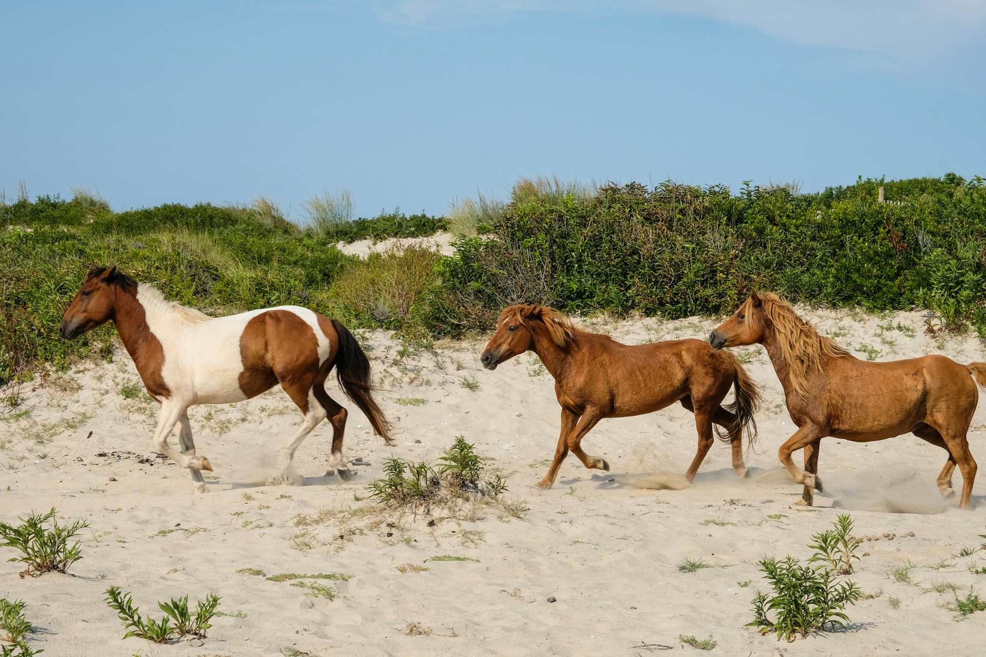 Ocean City Ponies